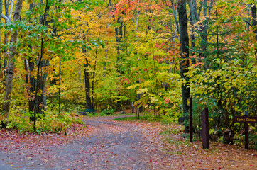 Wall Mural - Colorful trees