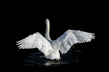 White Swan On Black Background