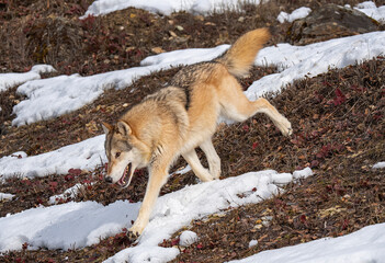 Poster - Timber Wolf