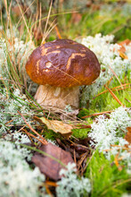 A Cep Mushroom Grows In The Wild Forest. Edible Porous Boletus Mushroom. Boletus Badius Or Bay Bolete Mushrooms In Green And Grey Moss.