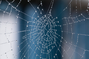 Dew drops collect on a spider web on a muted blue and white background 
