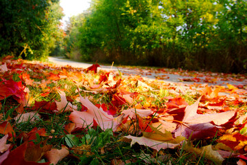 autumn leaves on the grass