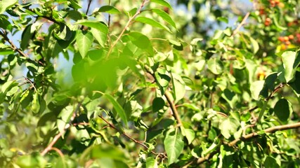 Sticker - Branches of a wild Apple tree with fruit on a blue sky background.