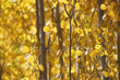 © Jen - Close-up view of golden yellow and orange aspen trees and leaves on a sunny day
