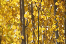 Close-up View Of Golden Yellow And Orange Aspen Trees And Leaves On A Sunny Day