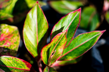 Wall Mural - Beautiful Aglonema Plant with Colorful Foliage,