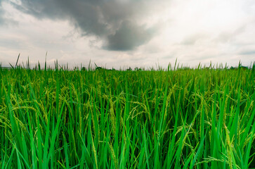 Wall Mural - Green rice paddy field. Rice plantation. Organic jasmine rice farm in Asia. Rice growing agricultural farm. Beautiful nature of farmland. Asian food. Paddy field with stormy sky. Plant cultivation.