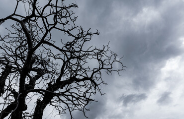 Wall Mural - Silhouette dead tree on dark dramatic sky. Dark sky and dead tree background for Halloween day. Dead tree branches. Leafless tree isolated on gray sky. Background for sad and lonely moment.