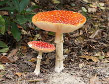 Two Fly Agaric Mushrooms On The Forest Floor In Autumn.