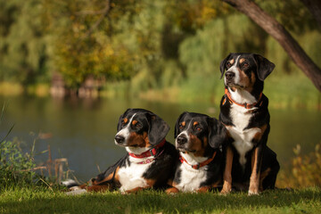 Wall Mural - entlebucher sennenhund dogs outdoor