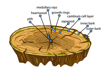 Wall Mural - Anatomy of a tree isolated on white background. Structure of the slice of the tree layers in cross section. Tree trunk different layers scheme. Cross section of woody stems infographics. Stock vector