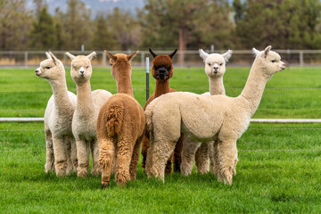 Alpacas on a farm in Oregon