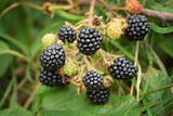Wild blackberries on the branch. Close-up view of ripe and unripe blackberry fruits growing on the shrub in forest