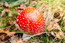 Red Toadstool Poisonous Mushroom Growth In The Forest