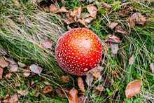 Red Toadstool Poisonous Mushroom Growth In The Forest