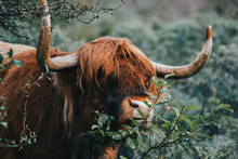 Scottish Highland Cow Close Up