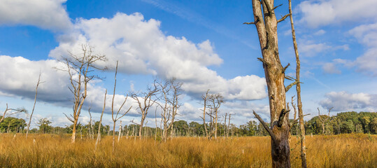 Wall Mural - Panorama of dead trees in autumn in nature reserve Appelbergen, Netherlands