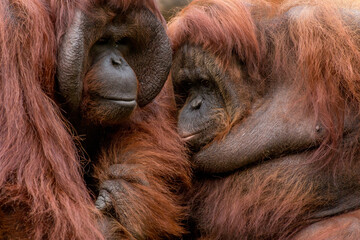 Portrait of 2 Orang utan 