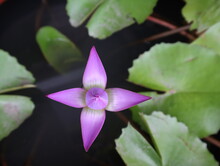 The Top View Of The Blooming Purple White Lotus.