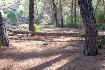 Wall Mural - Fallen pine tree in path through mediterranean pine forest