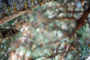 Wall Mural - spider web on the tree, autumn background