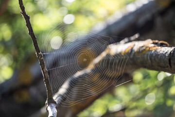 Wall Mural - spider web on the tree, autumn background