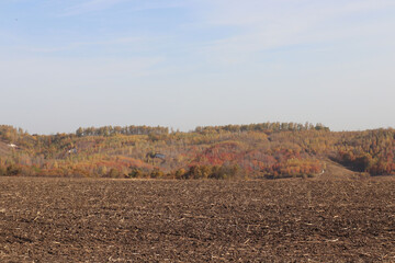 autumn landscape with trees