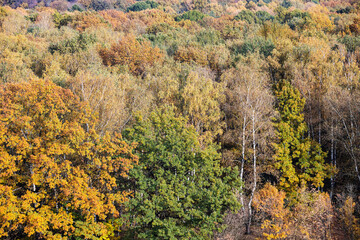 Canvas Print - above view of colorful trees in autumn deciduous forest on sunny day