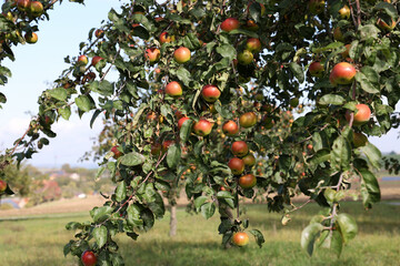 red apples ripen on tree branches in the garden