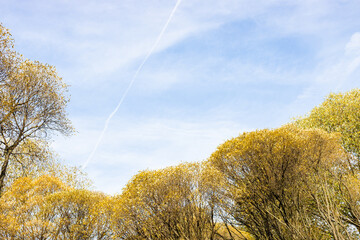 Wall Mural - blue sky with white clouds and a trail from plane flight over grove of willows with yellow foliage on sunny autumn day