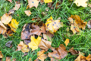 Canvas Print - fallen maple leaves on green grass at lawn on overcast autumn day