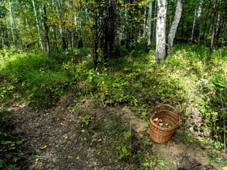 Wall Mural - Birch and Pine mixed forest in summer, basket with mushrooms