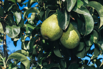 Poster - Beautiful fresh young green pears growing on a tree background.