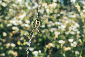 Poster - Close up Cobweb or spider's web against a natural background, Dew on a spider .
