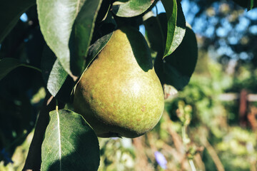 Poster - Beautiful fresh young green pears growing on a tree background.