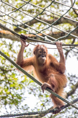 Wall Mural - a baby Bornean orangutan is hanging on rope
The orangutan is a critically endangered species, with deforestation, palm oil plantations, and hunting posing a serious threat to its continued existence