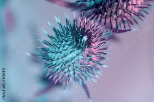 Cuadros en Lienzo Beautiful flower burdock in colorful neon light
