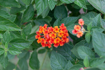 Wall Mural - Top view of orange and yellow West Indian Lantana bloom in the garden on blur nature background. Is a Thai herb.