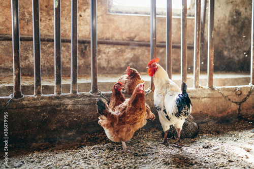 Fotomural Hen and rooster in hen-house. Livestock