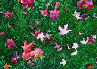 Wall Mural - Colorful maple foliage fallen on the ground in fall