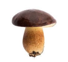 Edible Bay Bolete (Imleria Badia) Mushroom On Isolated Without Shadow Clipping Path