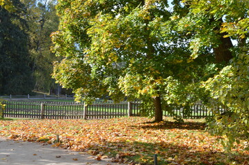 Wall Mural - autumn in the park