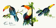 Toucan birds on branches and bamboo with leaves. Set of three isolated on white. Hand drawn, watercolor illustration. Design elements. Vector - stock.