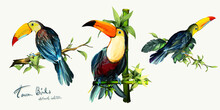 Toucan Birds On Branches And Bamboo With Leaves. Set Of Three Isolated On White. Hand Drawn, Watercolor Illustration. Design Elements. Vector - Stock.