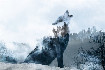 wolf in winter