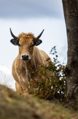 Sticker - vache de race aubrac