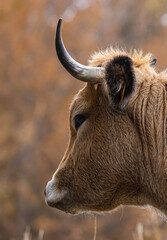 Sticker - vache de race aubrac