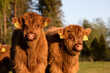 Scottish highland cattle calves staring at camera
