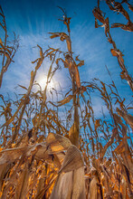 Low Angle Portrait Image Of Amber Golden Dry Corn Stalks And Ears Ready For Harvest With Blue Sky And Sun Rays In The Background