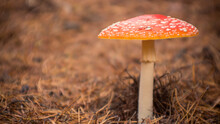 Amanita Muscaria Fly Agaric